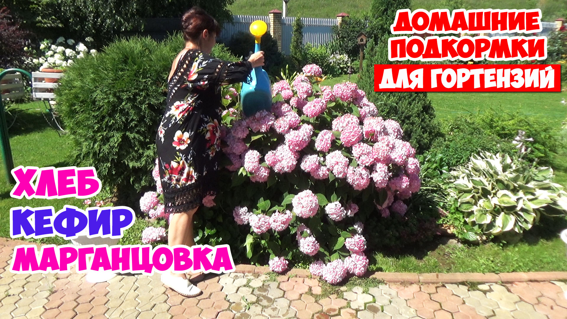 Подкормка для гортензии летом метельчатой. Подкормить гортензии. Полив гортензии. Подкормка гортензии метельчатой. Можно ли поливать гортензию кефиром.