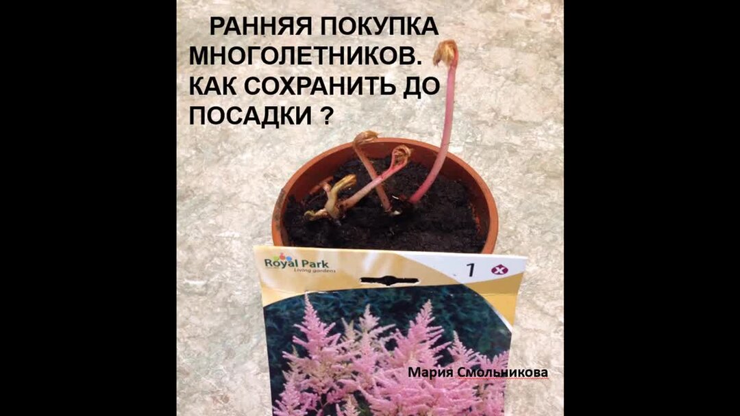 горшок для саженцев роз. черенок розы кордана. сажать саженцы роз в ведро. укоренение черенков розы весной. как сохранить саженцы купленные в феврале.