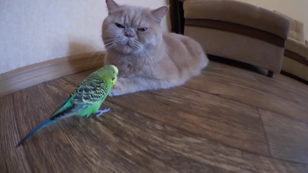 Говорящий кот попугай. Попугай разговаривает с котом. Попугай достает кота. Попугай достал британского кота видео.