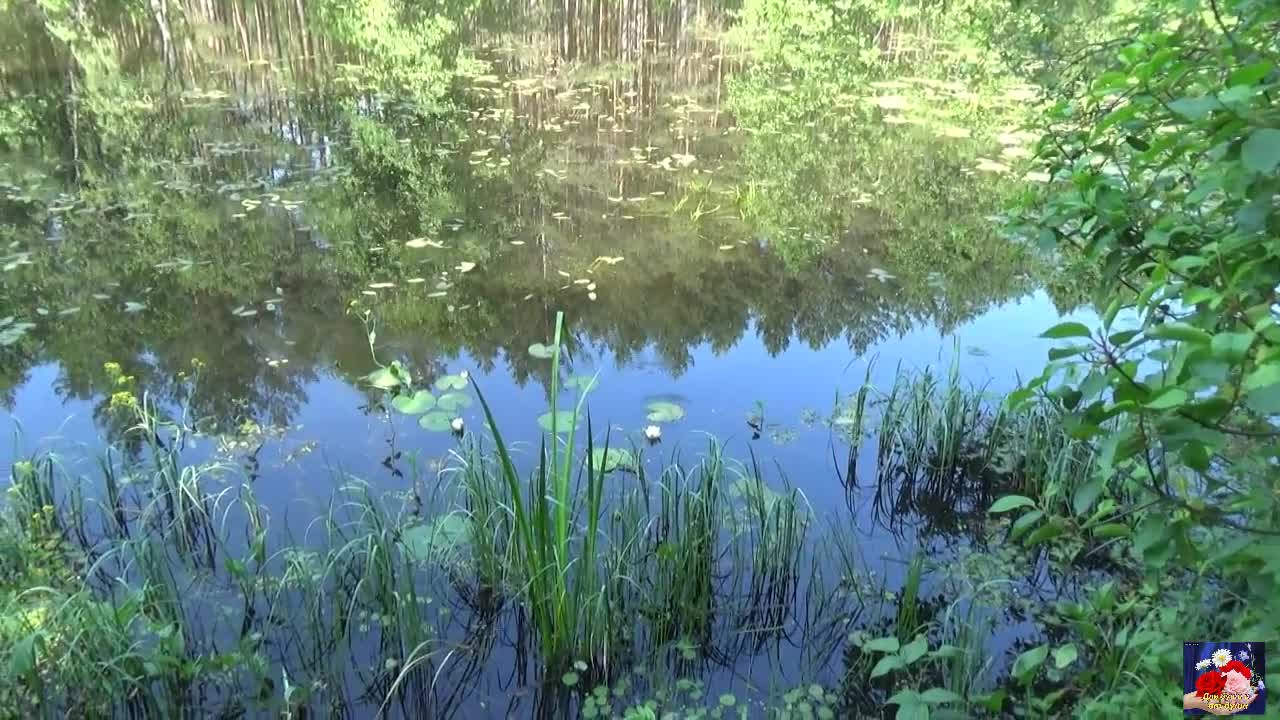 Гляжу в озера синие воронец. Гляжу в озера синие ремикс. Озеро на синей Осоке. Гляжу в озера синие фото.