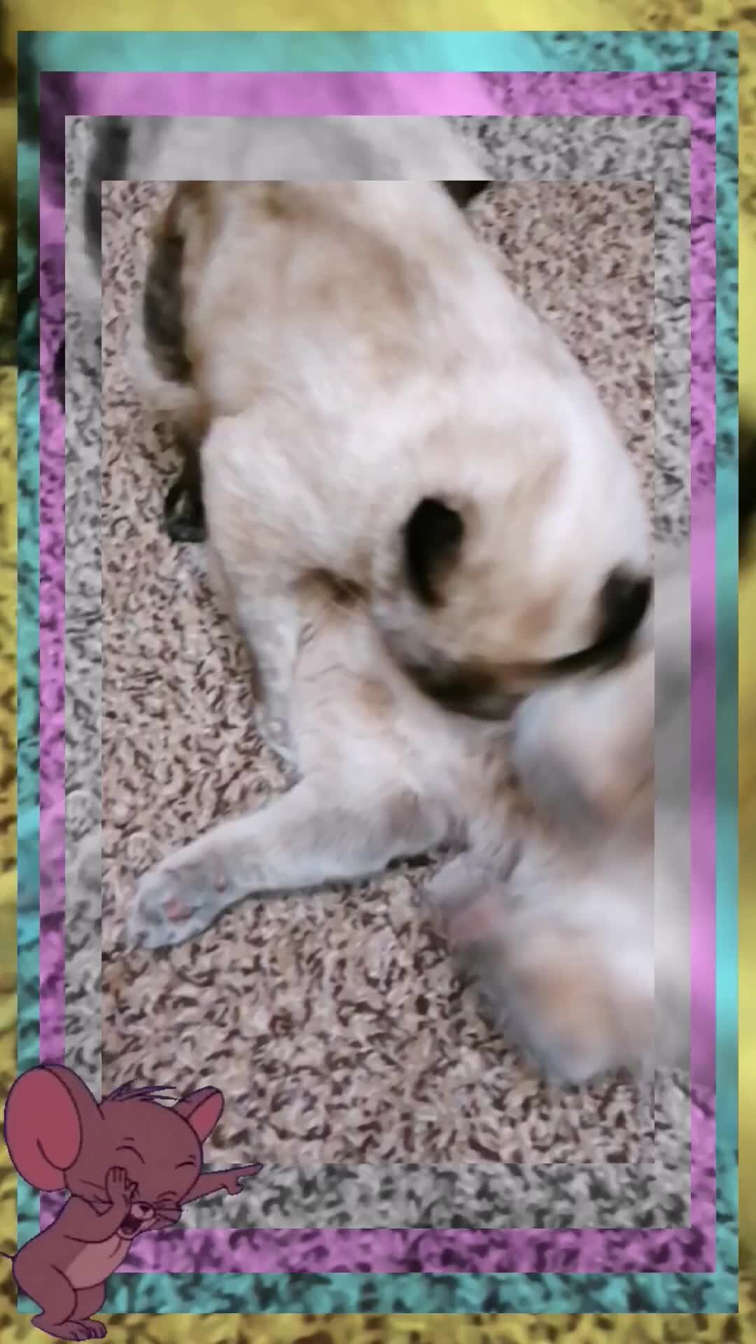Кошкин дом план