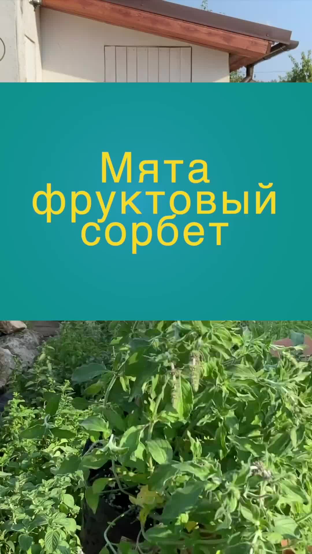 Шоколадная МЯТА рассада | Мята фруктовый сорбет. Где КУПИТЬ МЯТУ? -  Напишите мне: Вконтакте https://vk.com/chocolate_mint_tlt +7 (987) 454 15  12 Доставка по РФ | Дзен