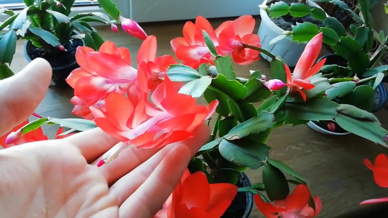 Королевский декабрист цветок. Зигокактус шлюмбергера. Зигокактус рождественник. Как заставить декабрист цвести видео. Зигокактус шлюмбергера.