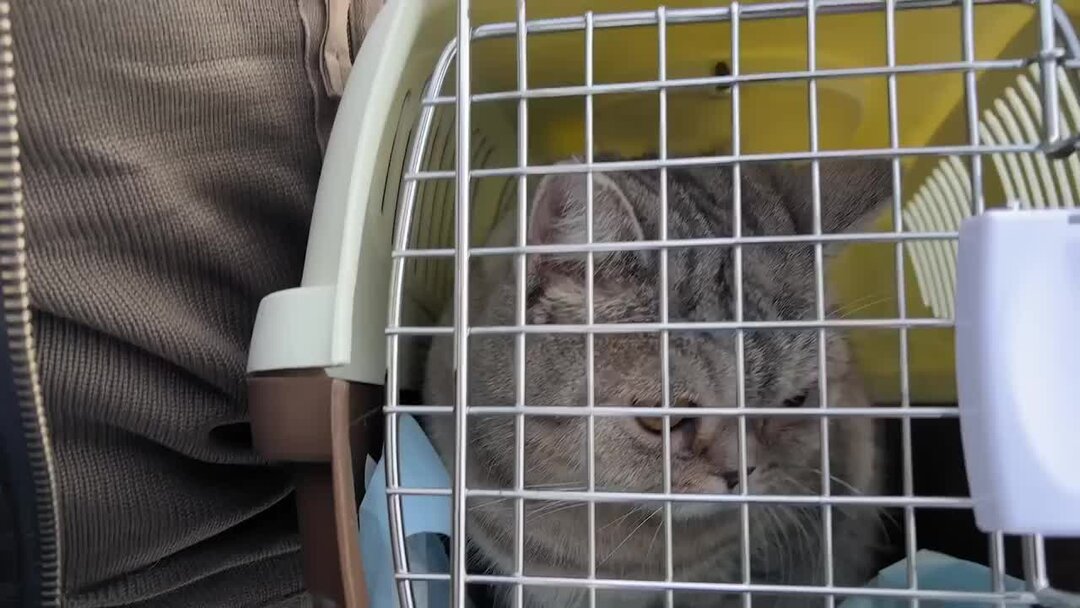 11 дней с ТРУПОМ хозяина в закрытом помещении. В это трудно поверить ...