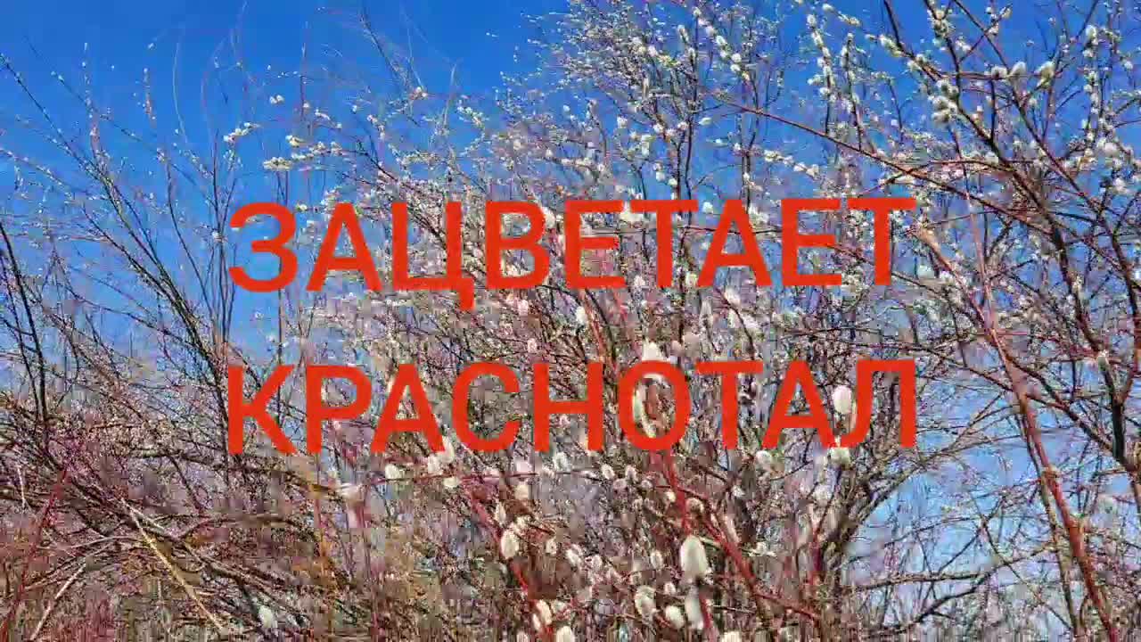 виа "пламя" - зацветает краснотал. пламя песни краснотал. пламя зацветает краснотал. песня зацветает краснотал слушать. зацветает краснотал песня.