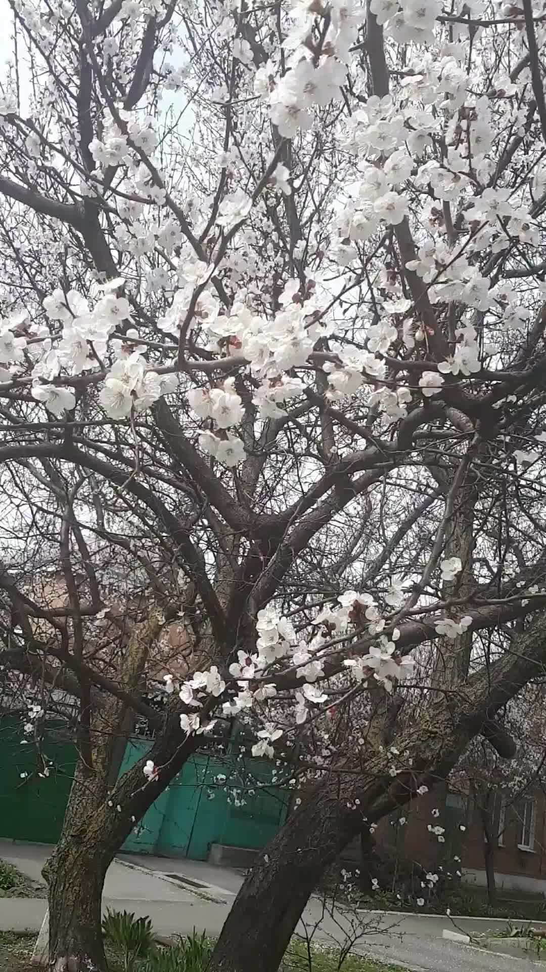 Райское дерево из Дагестана