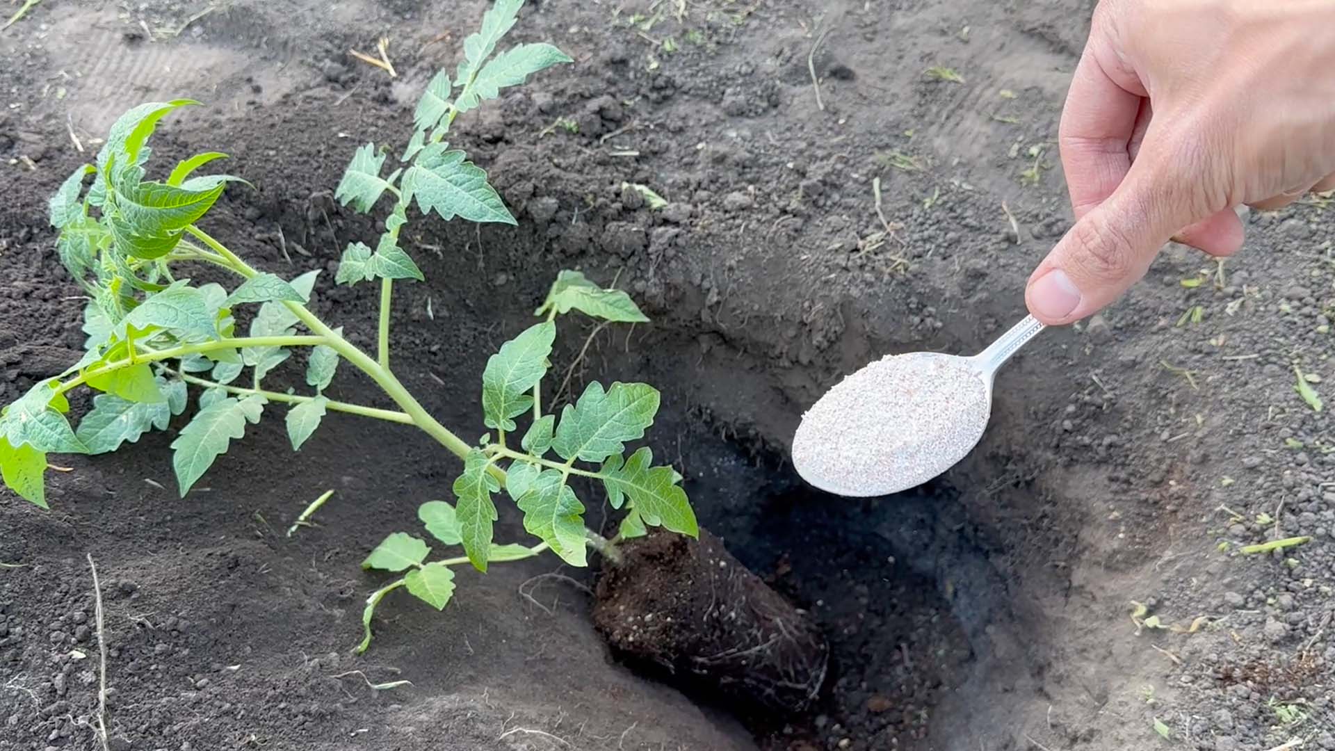 Что положить в лунку при посадке гороха. Лунки для помидор. Лунки для помидор в открытом грунте. Удобрения в лунку при посадке томатов в открытый грунт. Ямки для переросших помидор.