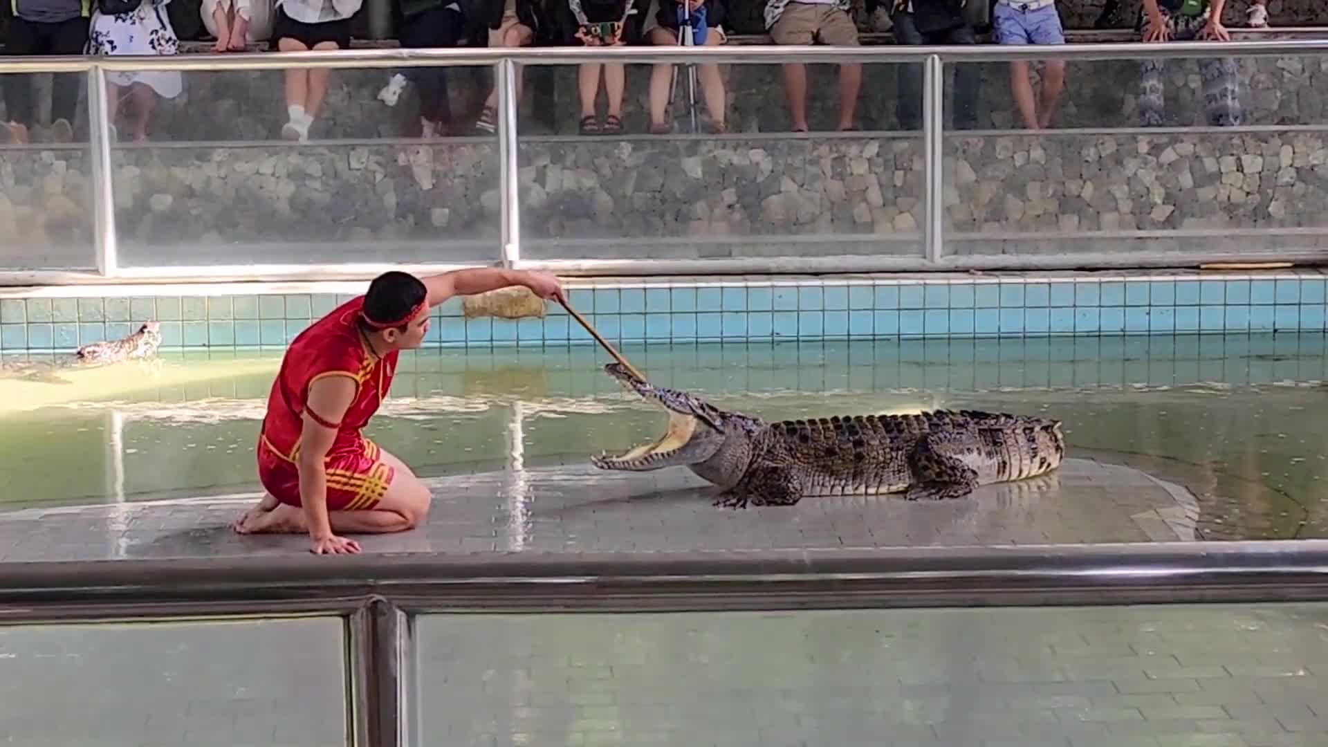 крокодиловая ферма таиланд