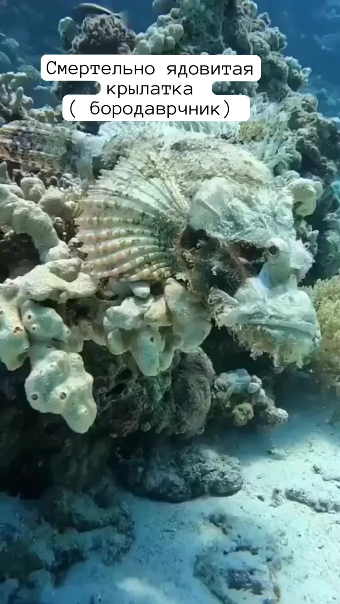 Карта рифов шарм эль шейха