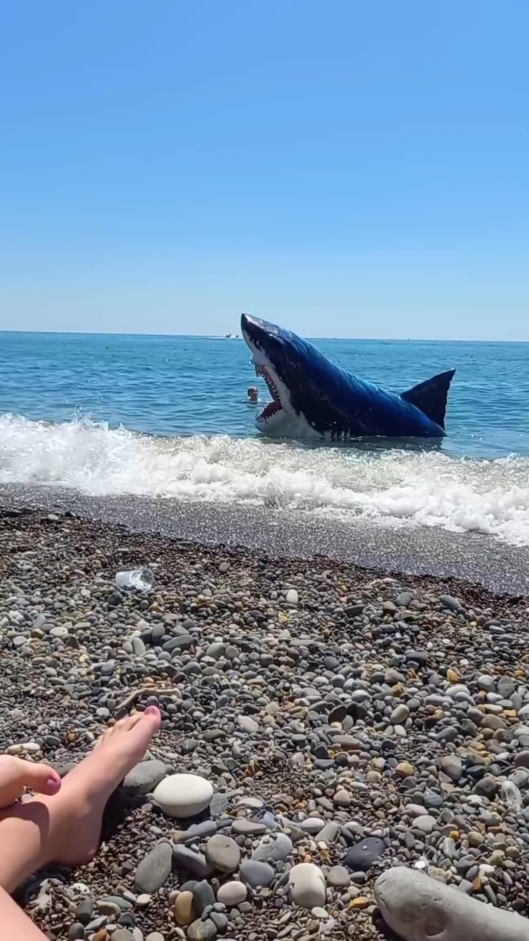 водятся ли акулы в черном море