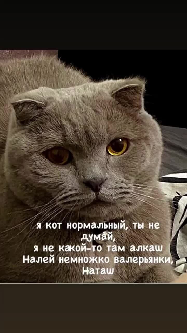 Videolafa | мемы про Пашу #животные #кошки #мемы #юмор | Дзен