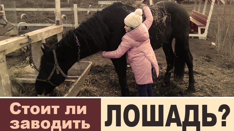 Необычные домашние звери. Стоит заводить лошадь. Тито понтекорво конюшня. Стоит заводить лошадь. Самые необычные домашние животные.