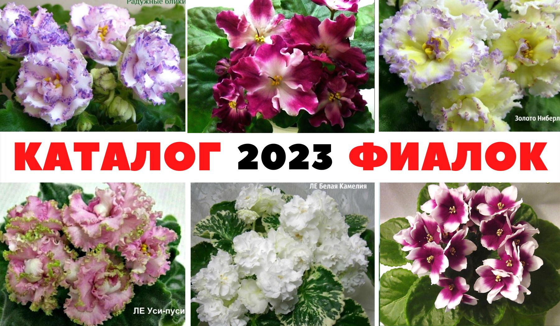 Фиалка уси пуси