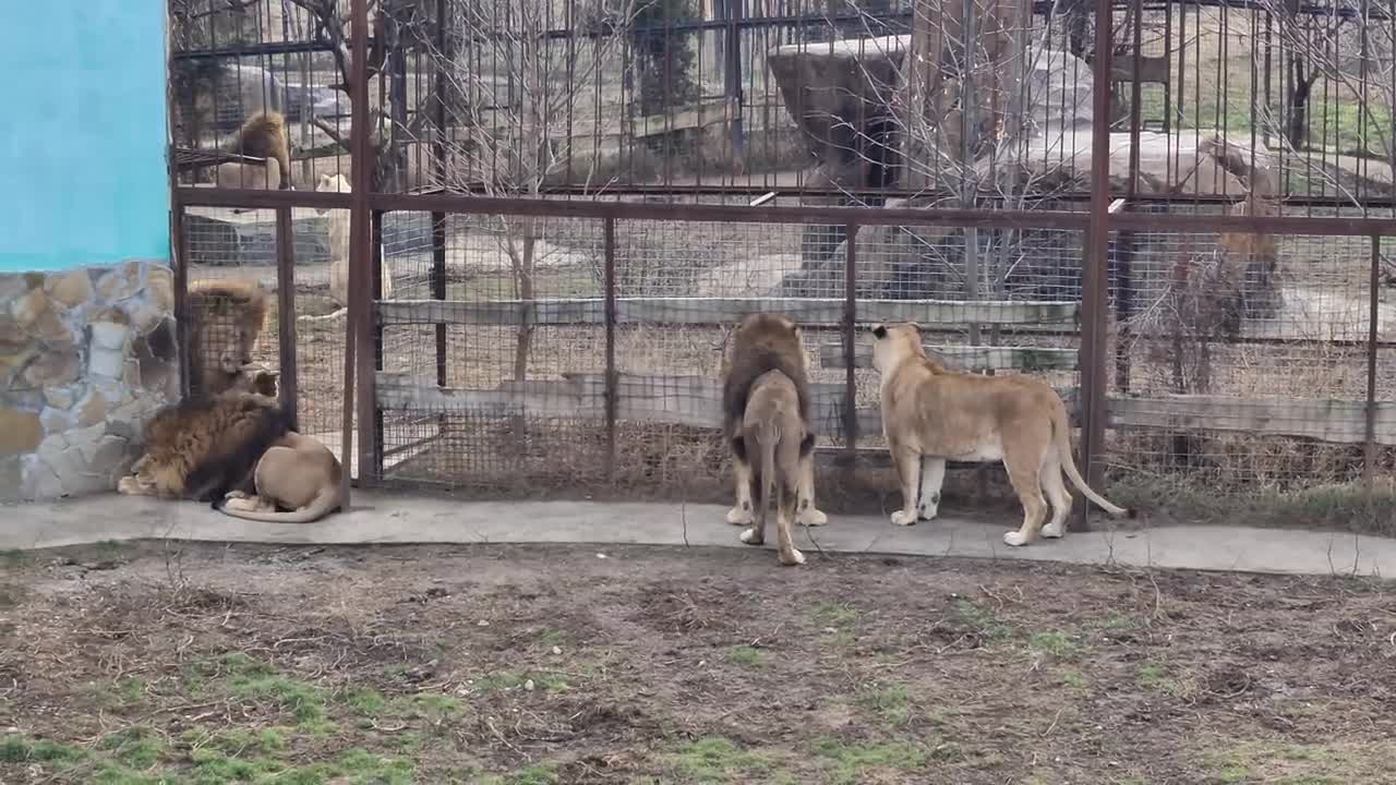 Люська и компания тайган