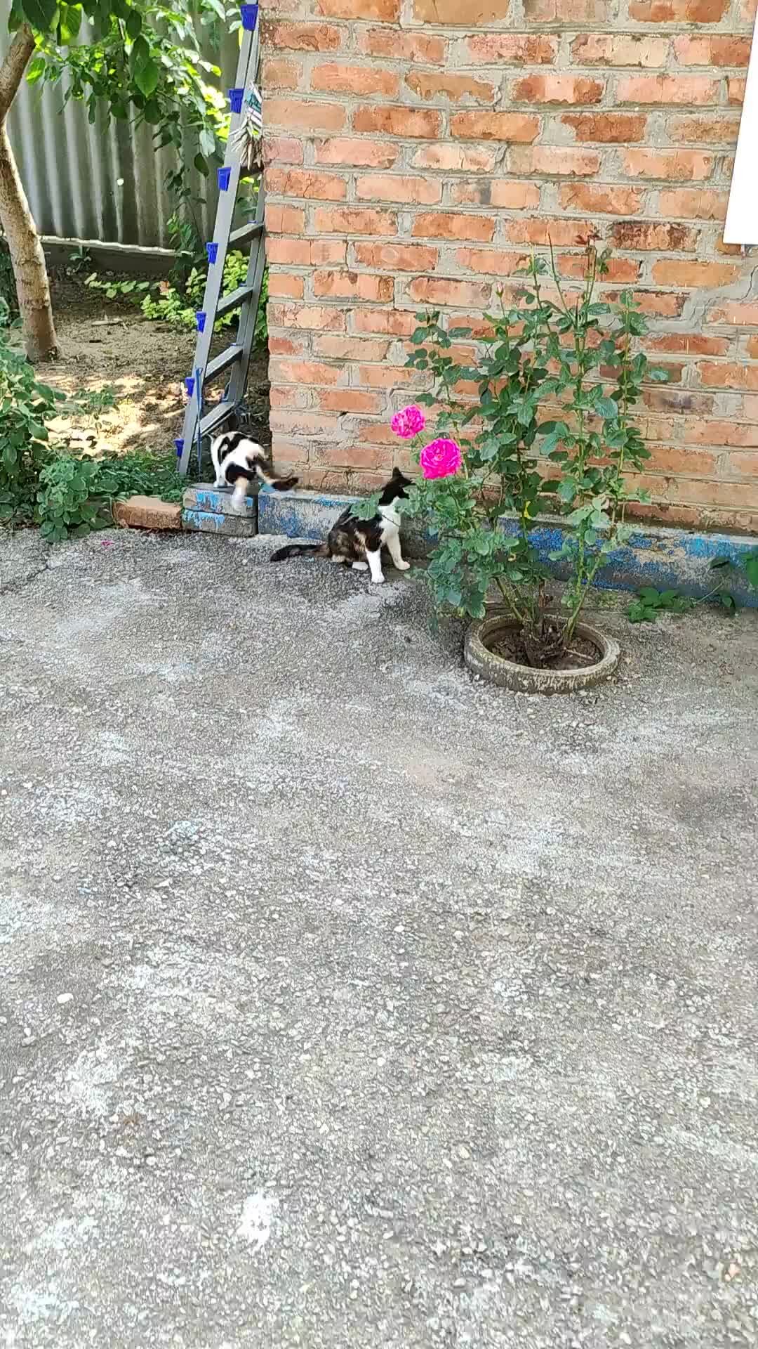 Удары ногами в тхэквондо