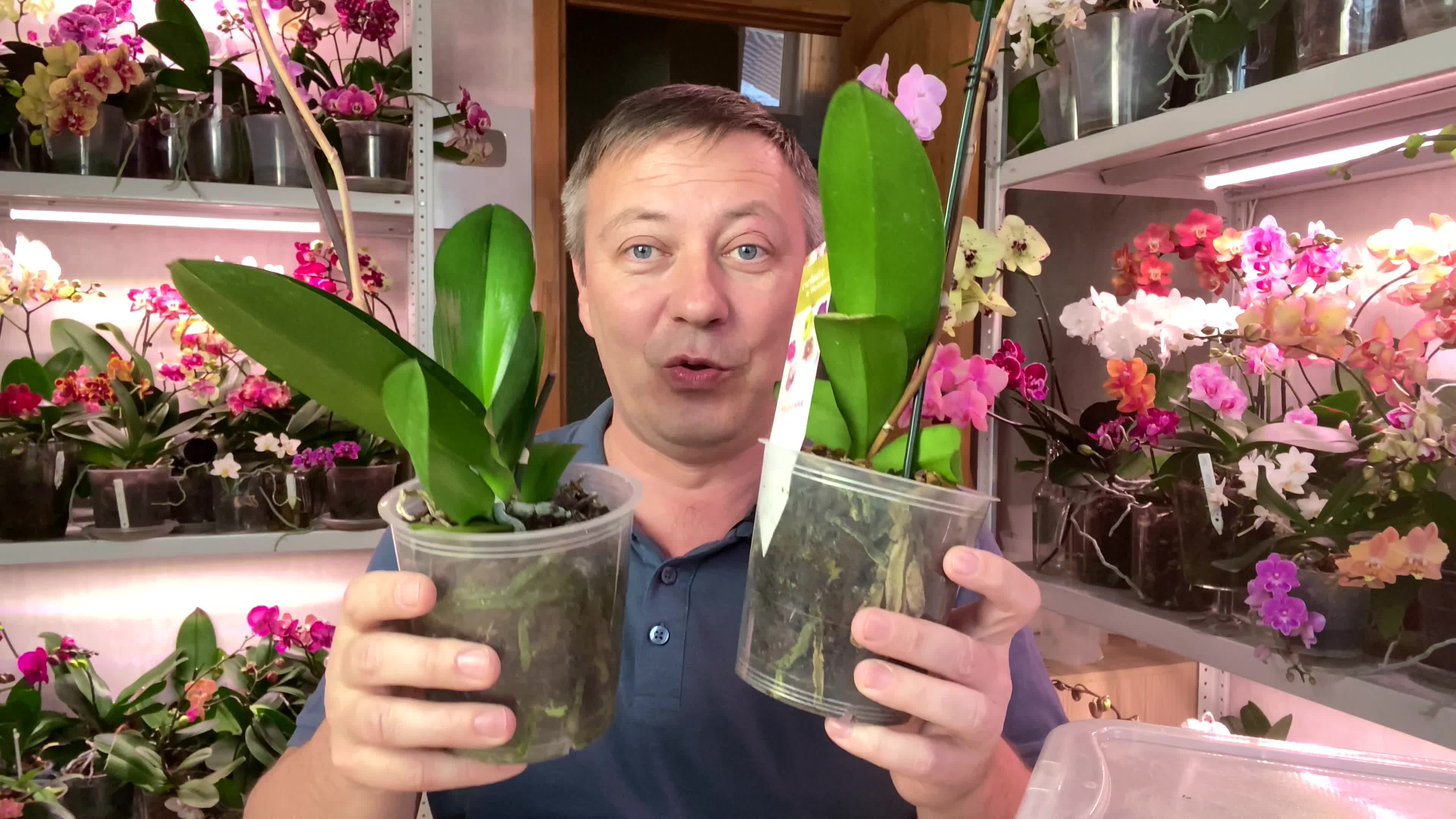 фаленопсис отцвел. корни орхидей горячевский. цветок как орхидея но не орхидея. корни орхидей горячевский. орхидея максима.