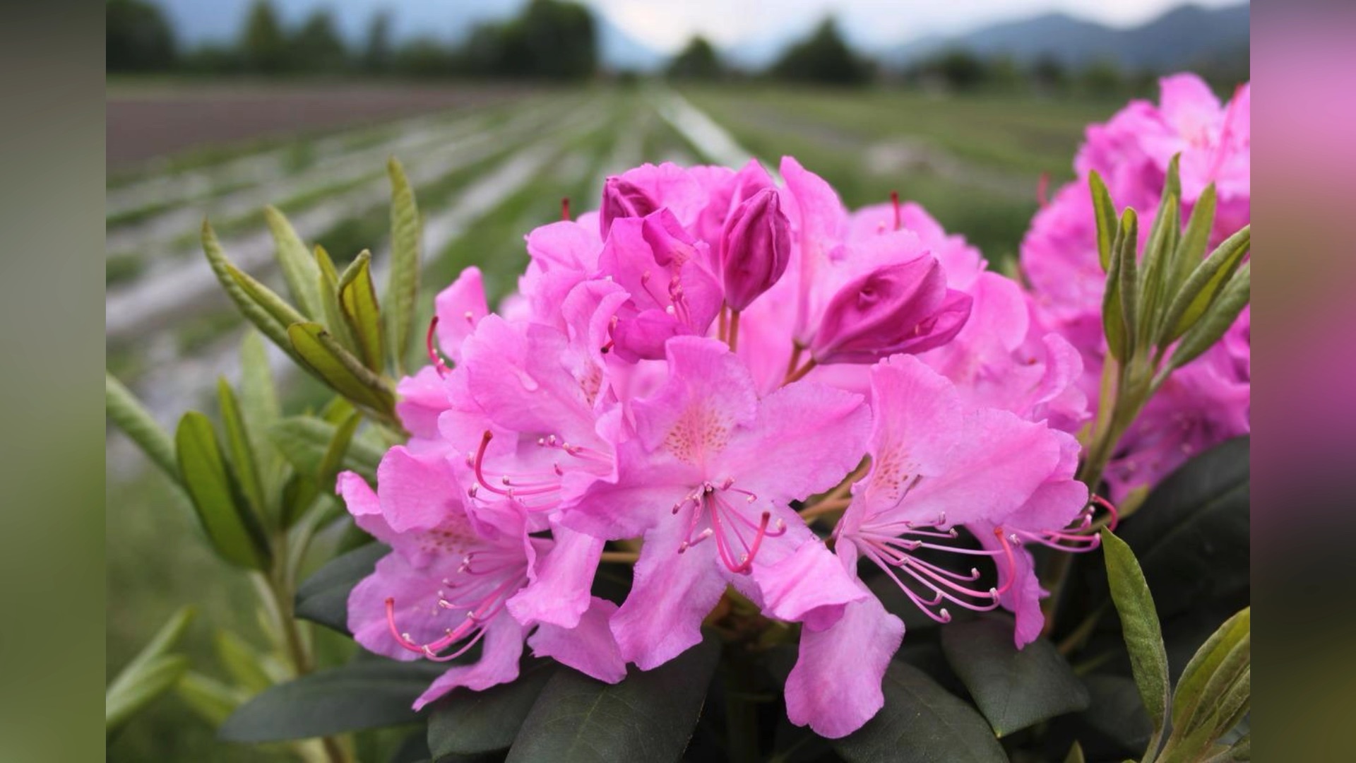 рододендрон розеум. рододендрон катевбинский розеум элеганс. рододендрон розеум. рододендрон розеум элеганс. рододендрон катевбинский розеум элеганс.