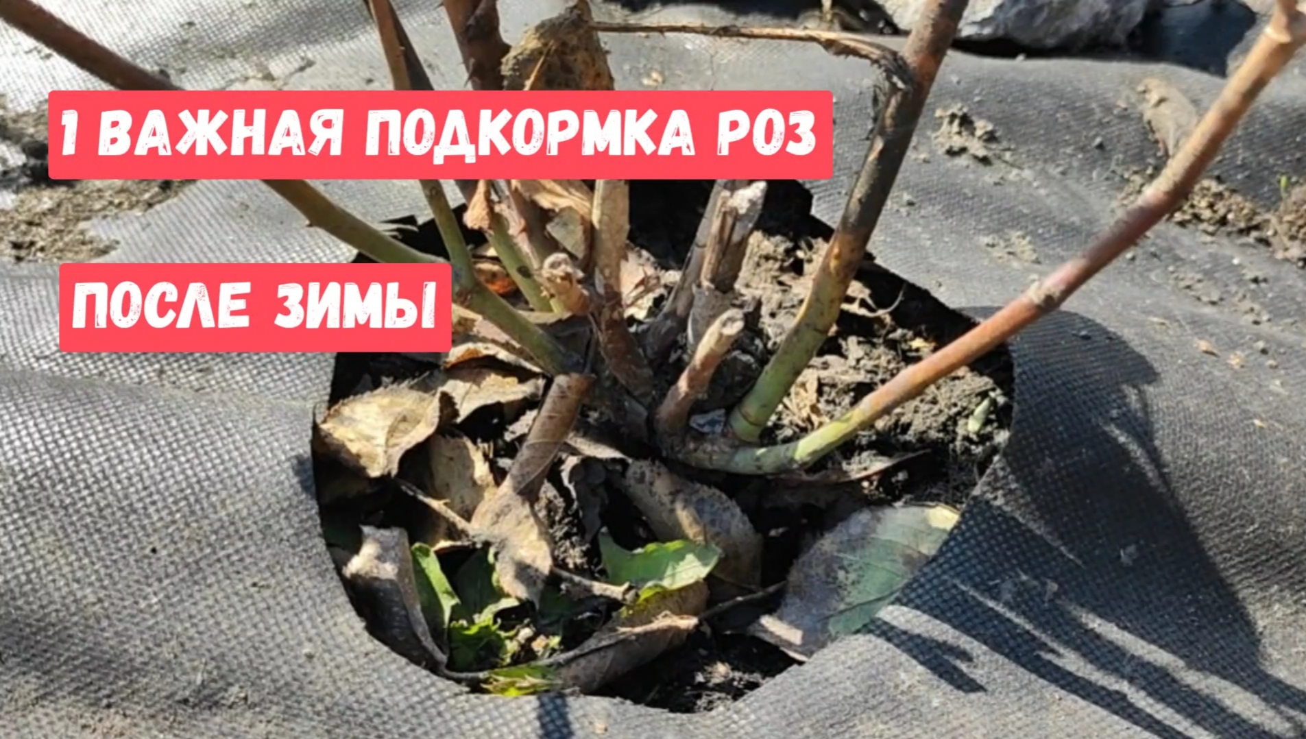 Розы после зимы. Розы весной. Подкормка роз осенью. Посадка роз весной. Саженцы плетистых роз.