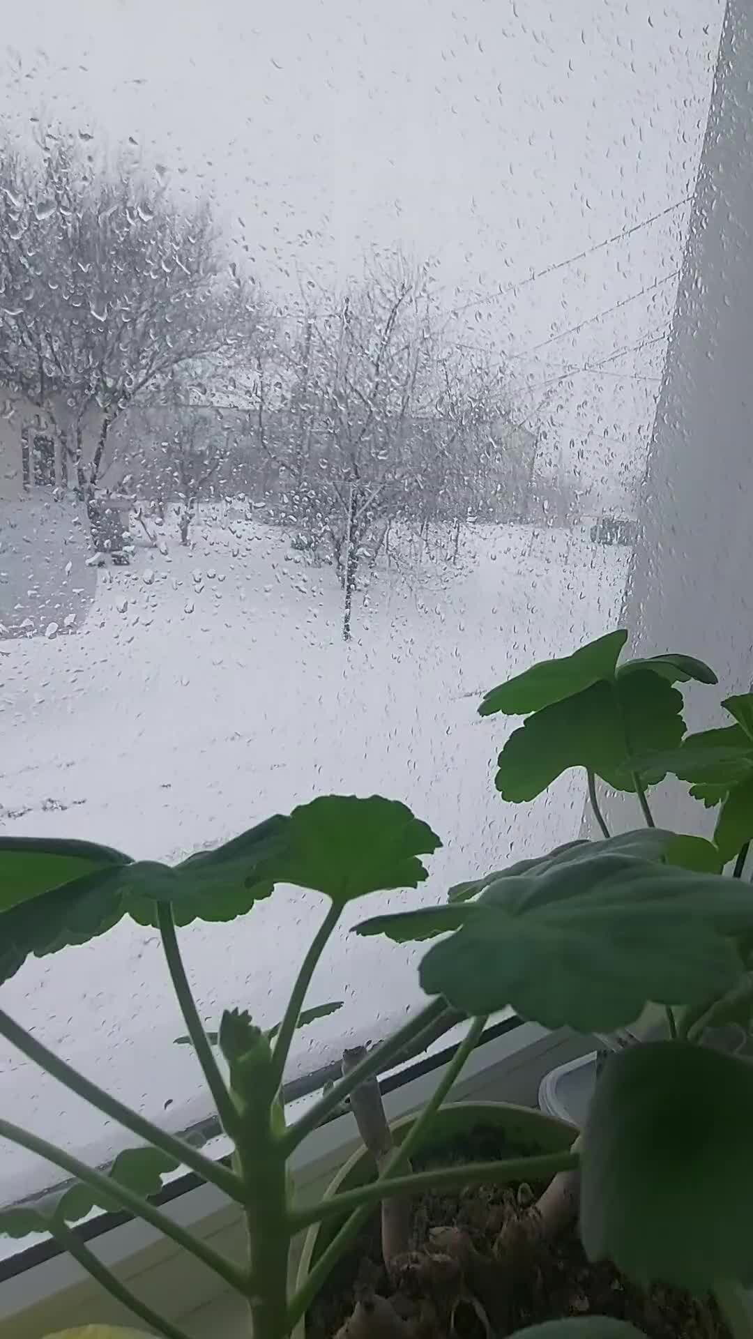 Дома не сидим | Вот такое сегодня утро за моим окном). Снег с дождём, ☔ 0  градусов. | Дзен