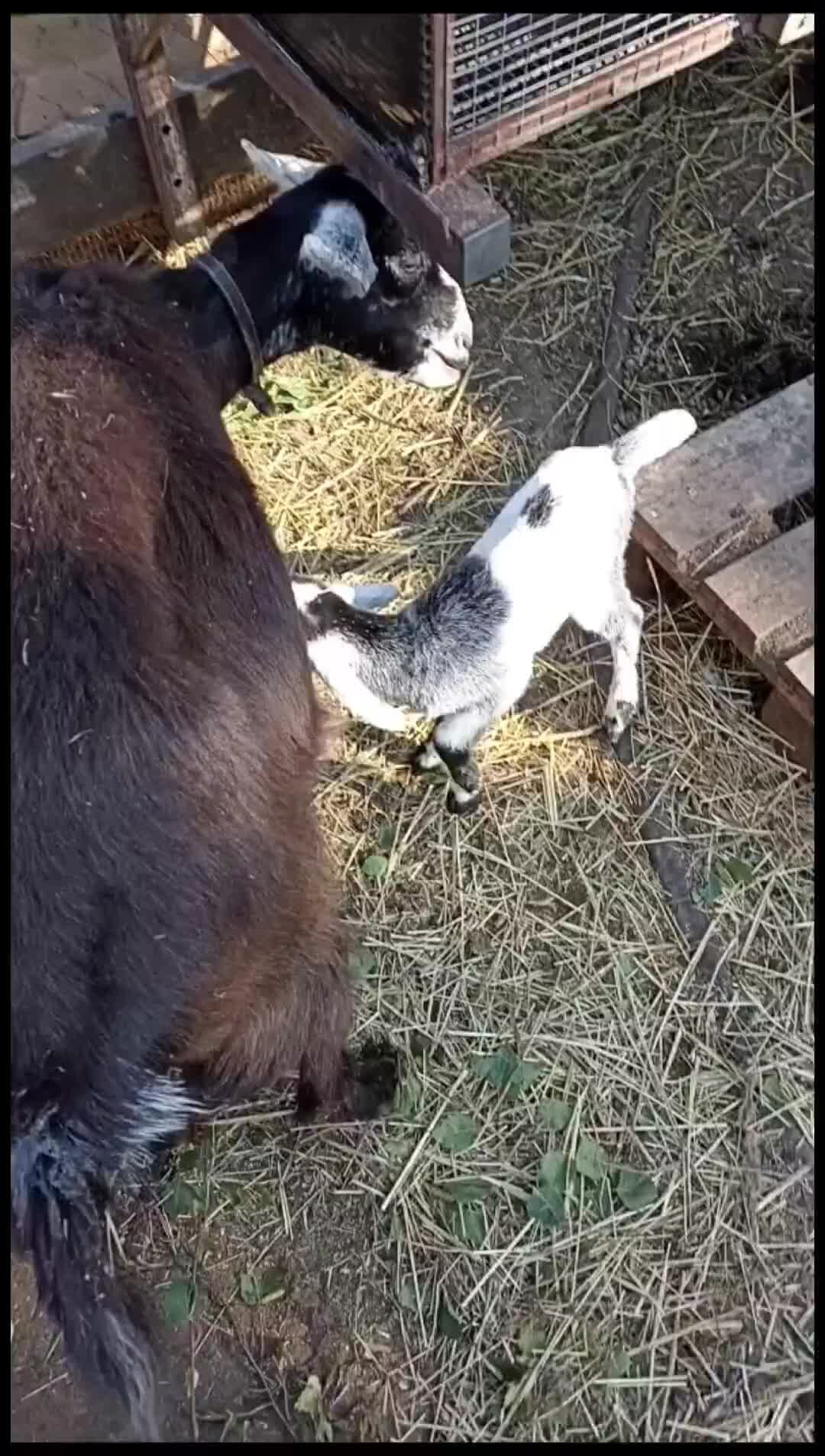 Москвичка в деревне🐐 | Козье пополнение!!! Красивая, девочка | Дзен