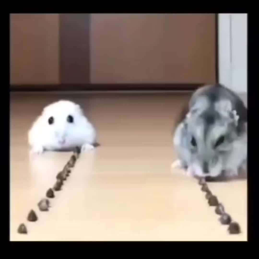 Грустный хомяк