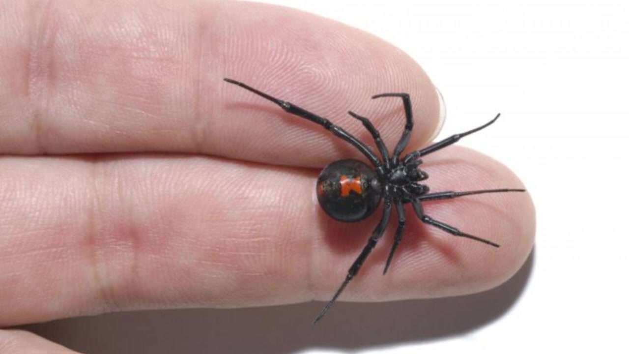 Черная вдова укус смерти 2024. Черная вдова паук. Паук чёрная вдова укус. Latrodectus mactans чёрная вдова. Класс паукообразные паук чёрная вдова.