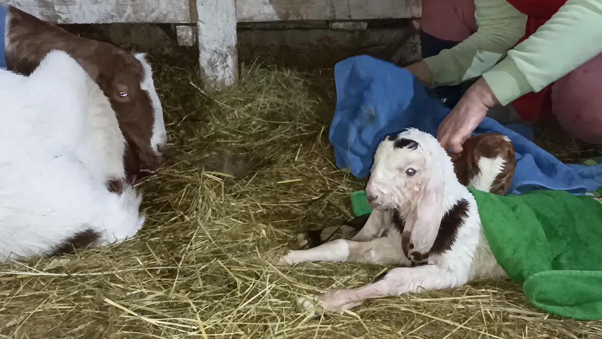 Усадьба белая коза новые видео