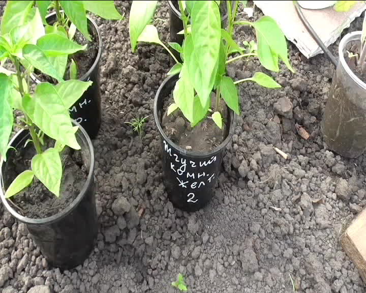 Кто может есть перец рассаду. Высадка перцев на рассаду 2024. Высадка перцев на рассаду 2024. Коренастая рассада перца. Пикировка петунии.