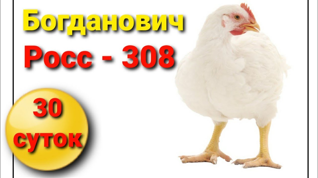 Какие лучше кобб или росс. Бройлеры Росс 308 таблица веса. Таблица бройлеров Росс 308. Таблица привеса бройлеров Росс 308. Ross 308 бройлеры.