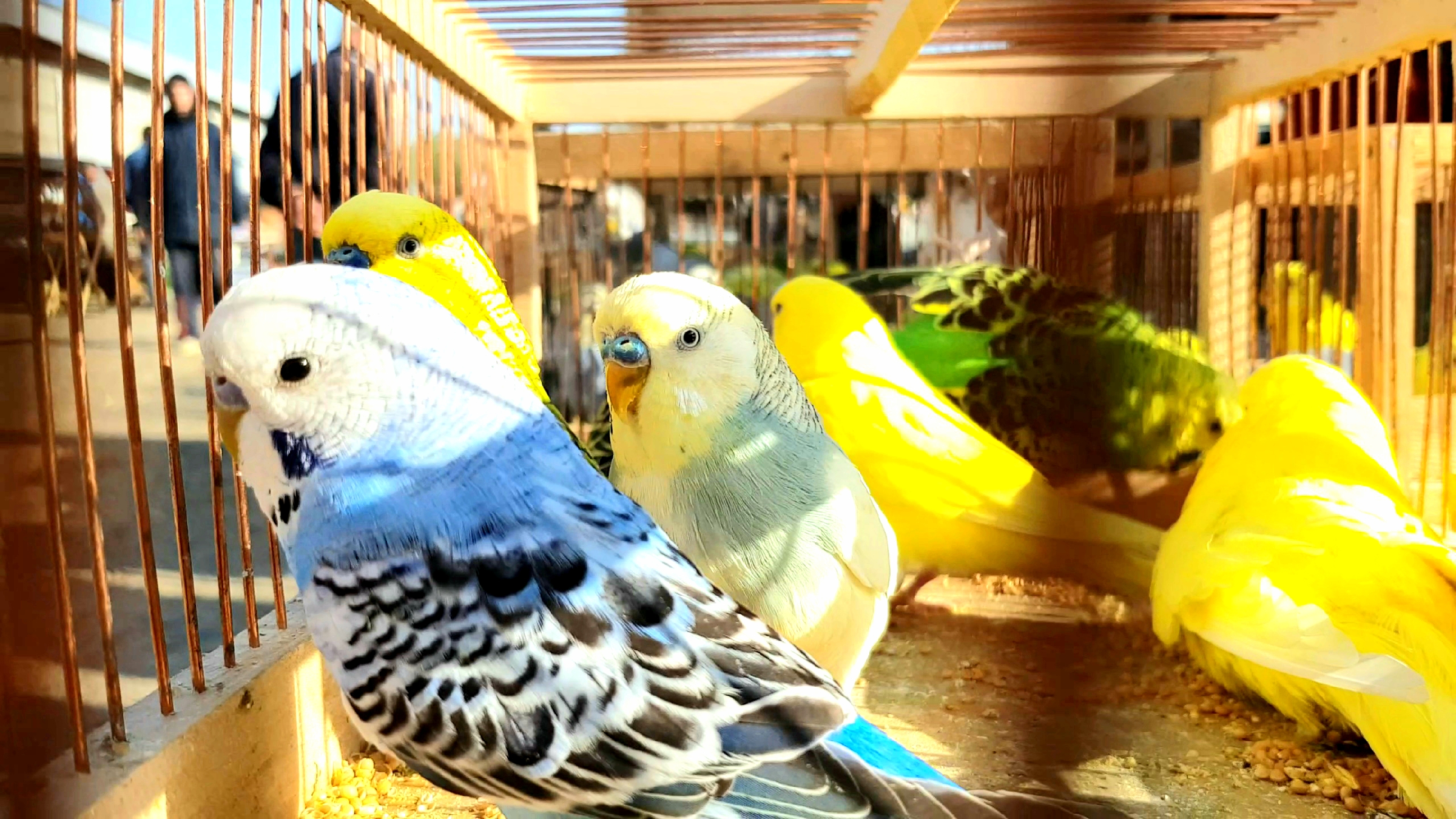 Сизый голубь. Columba livia. Птичий обзор. Птичий обзор. Птицы штата техас.