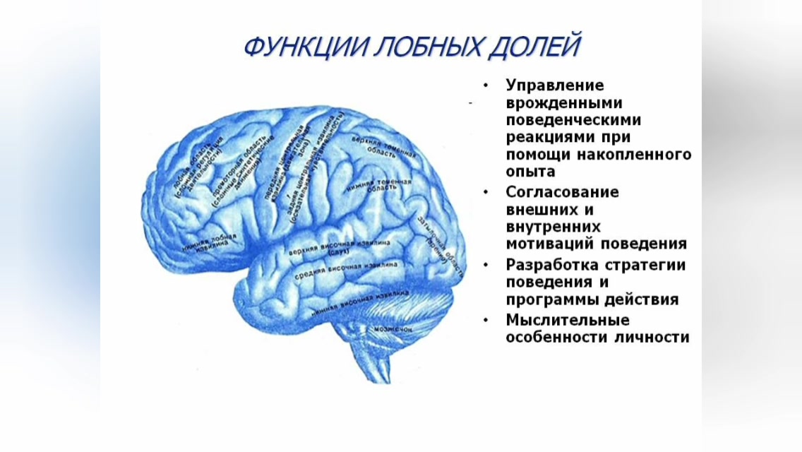 6 долей мозга. Функции лобной доли головного мозга.