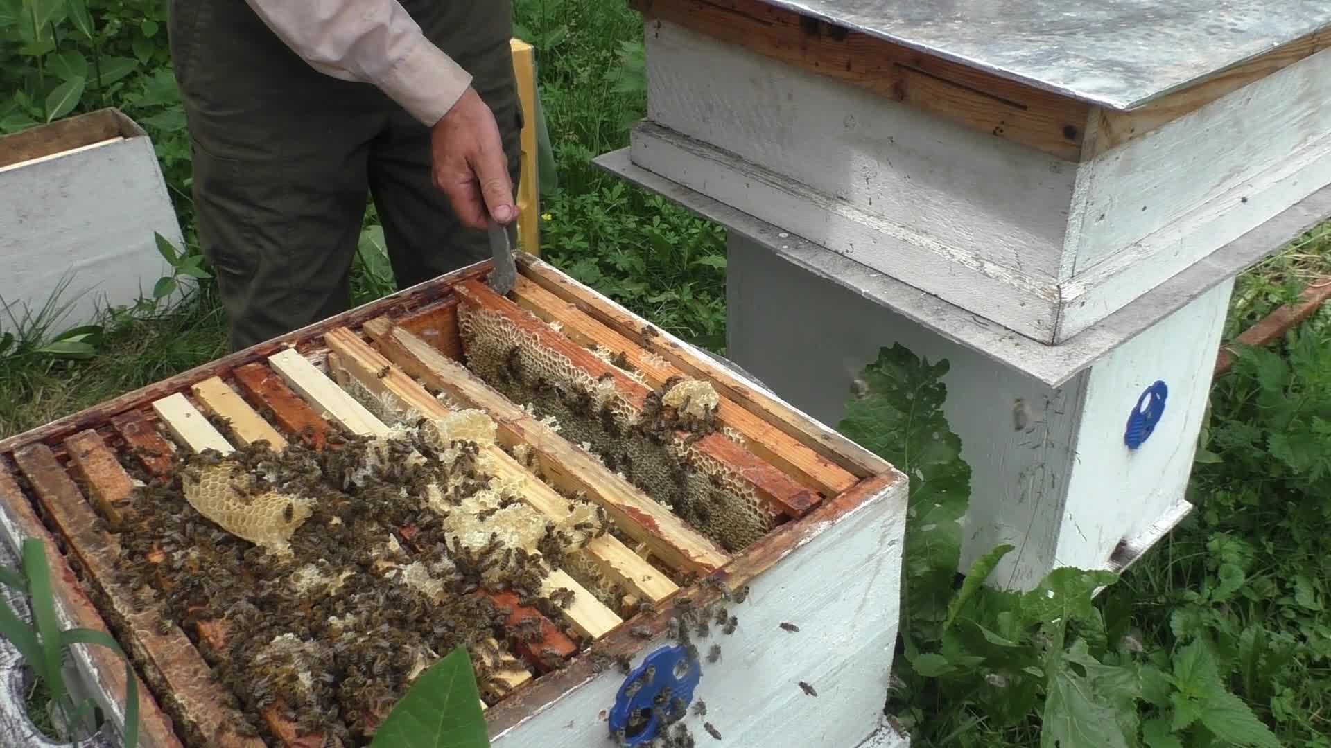 Сушь для пчел. Наращивание пчел к медосбору. Как расширяют пчелопакет. Наращивание пчел. Наращивание пчел к медосбору.