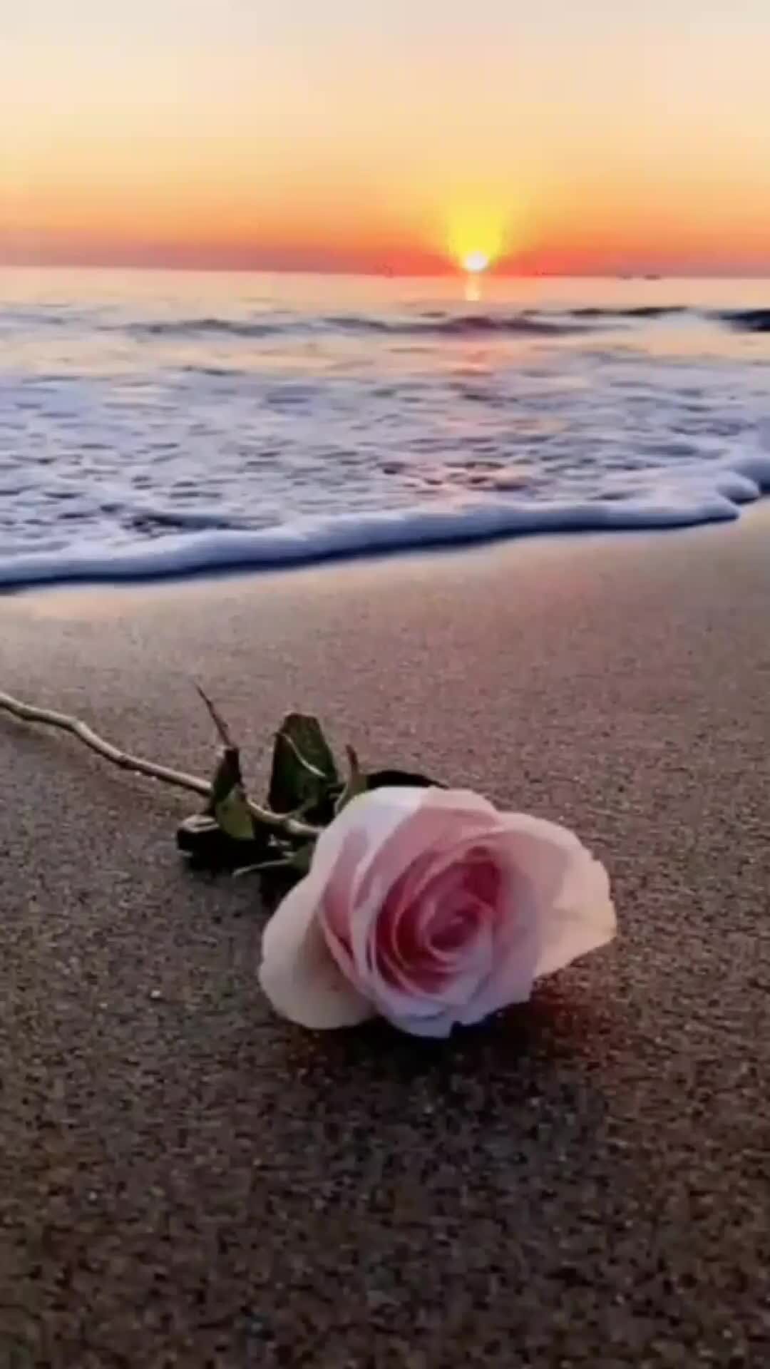 море из роз
