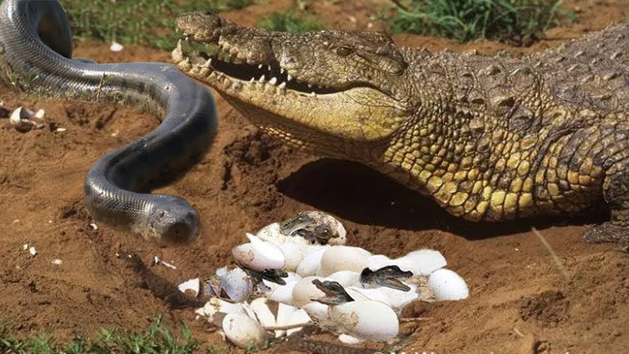 Крокодилы едят змей