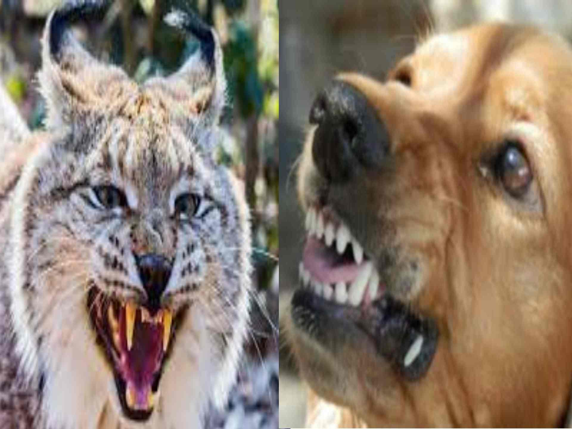 Аудиозаписи животных. Угадай животное по звуку. Смешные звери картинки. Звуки животных аудио. Собака заглядывает в глаза.