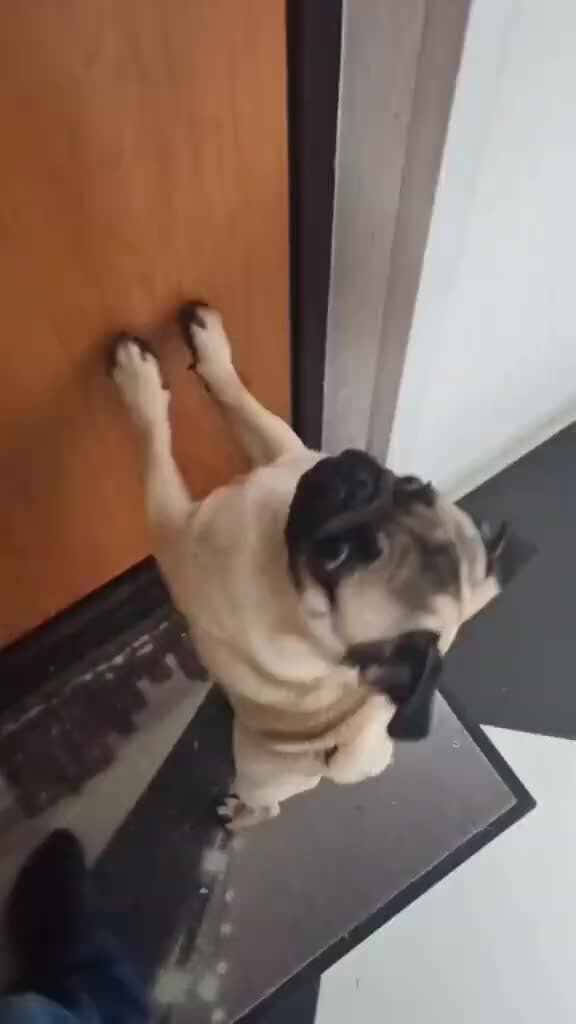 Мопс кузьмич видео. Мопс кузьмич видео