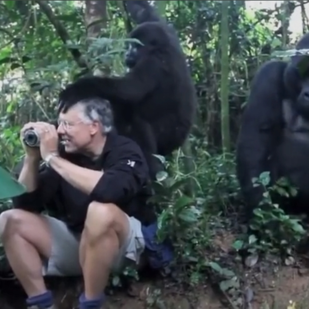 айван горилла. горилла с женой. гориллы пришли на помощь к человеку. спаривание обезьян. гориллы пришли на помощь к человеку.