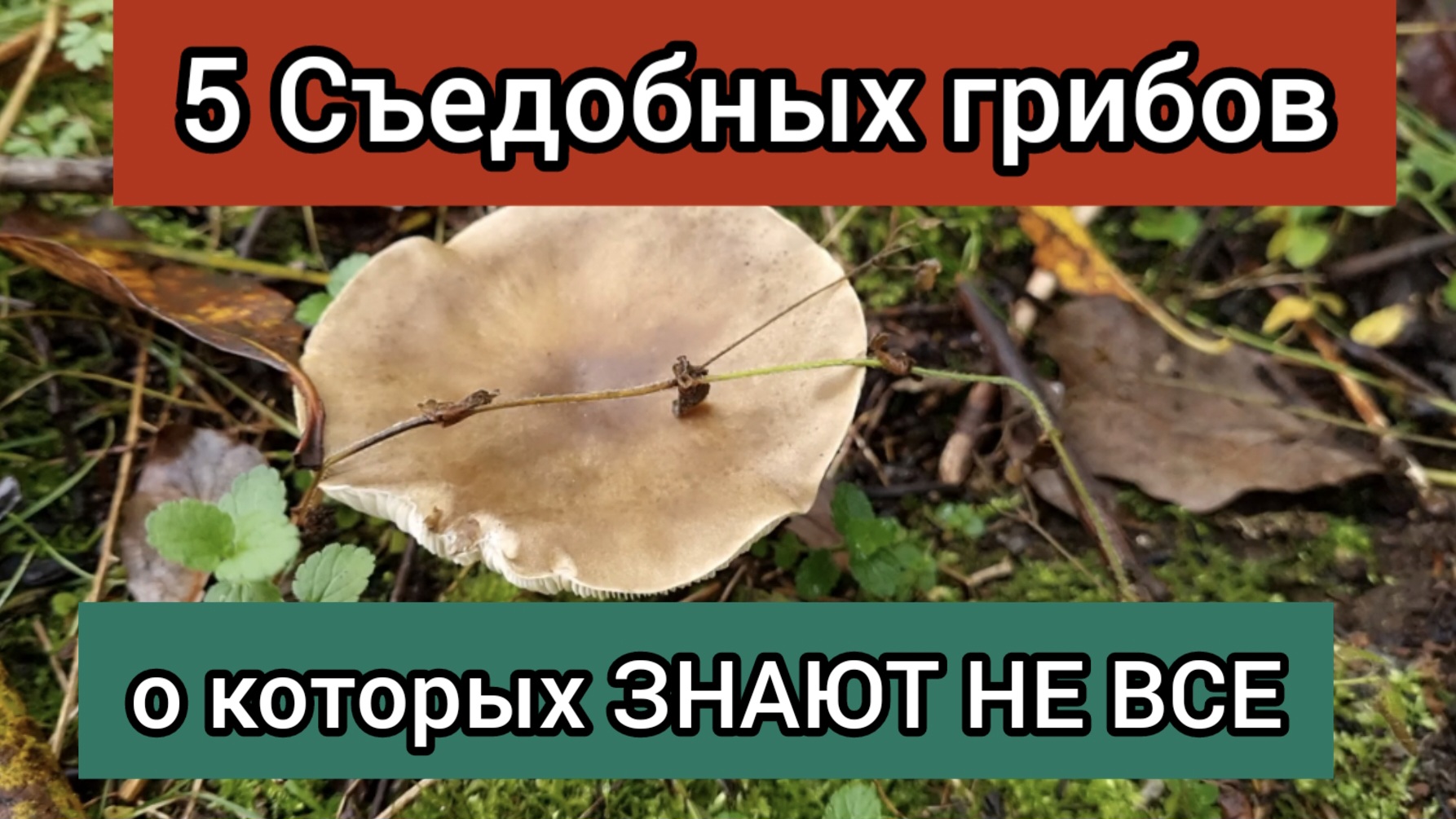 Грибы картинки для детей с названиями. Съедобные грибы. Съедобные грибы картинки. Несъедобные шляпочные грибы. Грибы: съедобные и несъедобные.