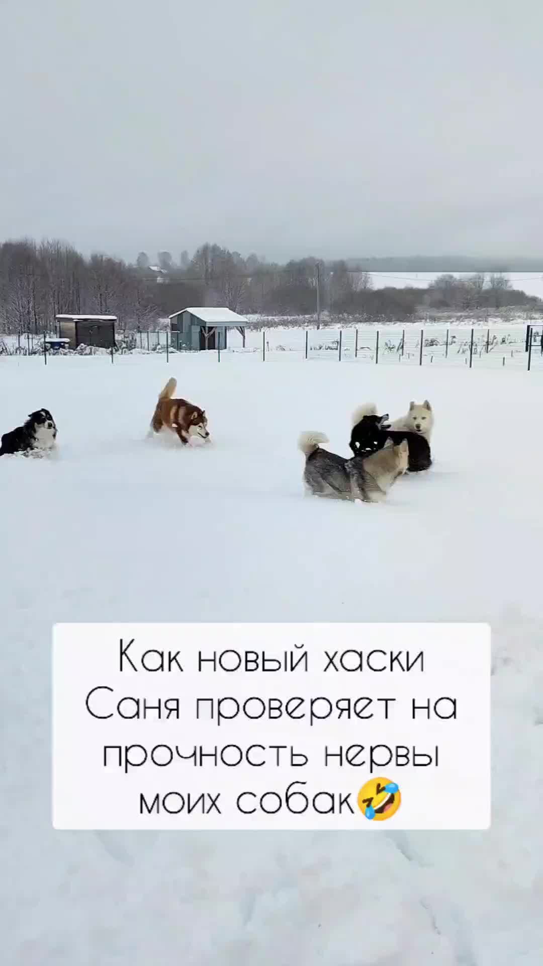 Хаски саня бросил. Хаски саня бросил