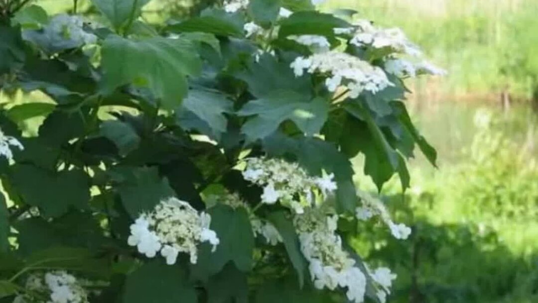 Цветёт калина в поле у ручья. Ой цветёт калина в поле у ручья. Ой растет калина. Минусовка цветет калина в поле у ручья. Цветёт калина в поле у ручья.