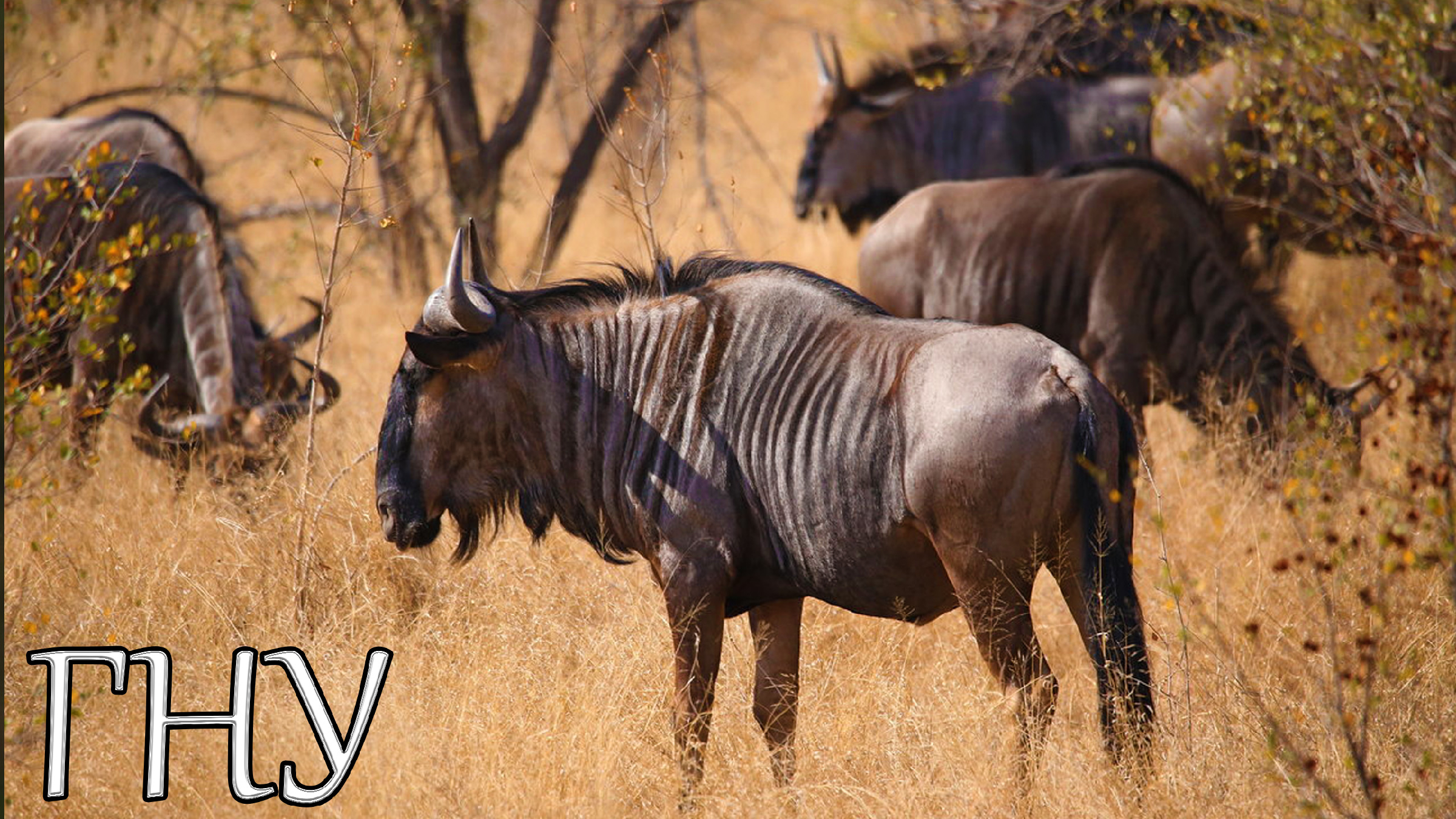 Антилопа гну. Антилопа гну. Гну 4. Антилопа гну фото. Голубая антилопа гну.