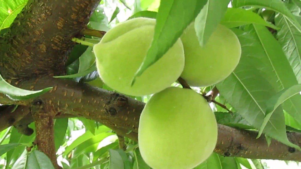 Маленькие нектарины. Зеленые персики. Персик на дереве зеленый. Peach green. Зеленые персики.