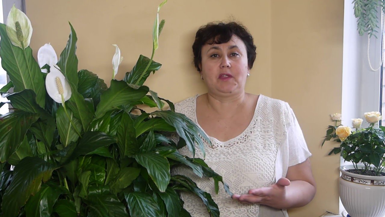 Завядший спатифиллум. Точка роста у спатифиллума. Можно обрезать листья спатифиллума. Корни спатифиллума. Обрезка цветов у спатифиллума.