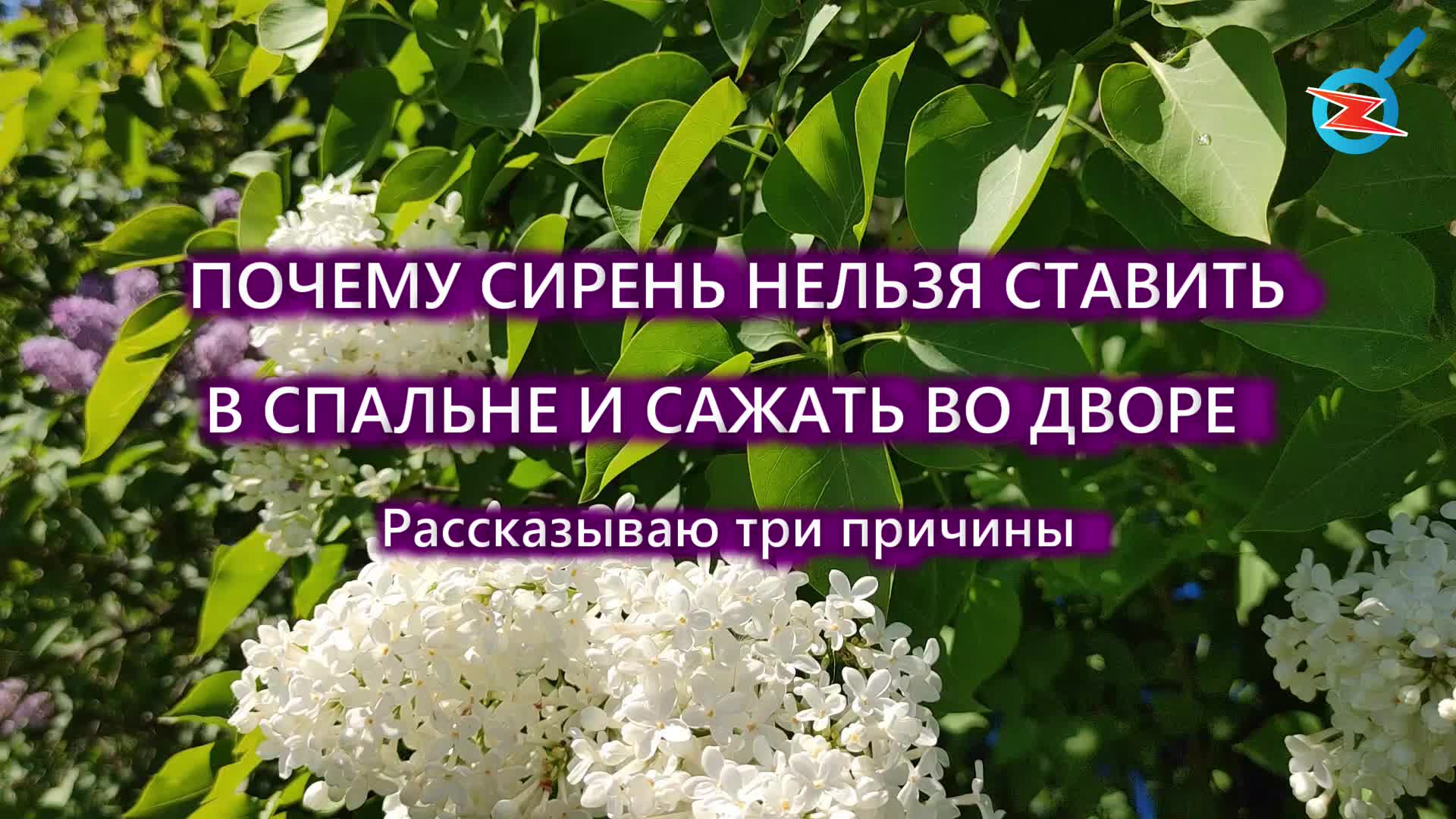 Зоркий дзен. С кем нельзя сажать сирень. Ширина посадки сирени.