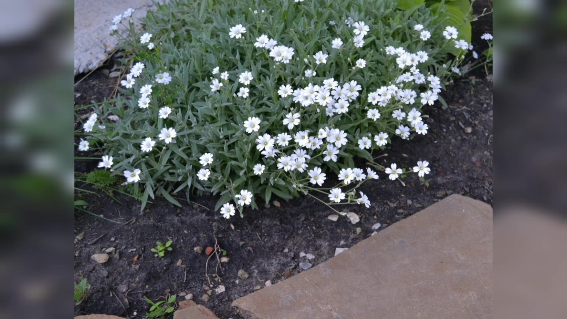 Ясколка войлочная (Cerastium tomentosum)