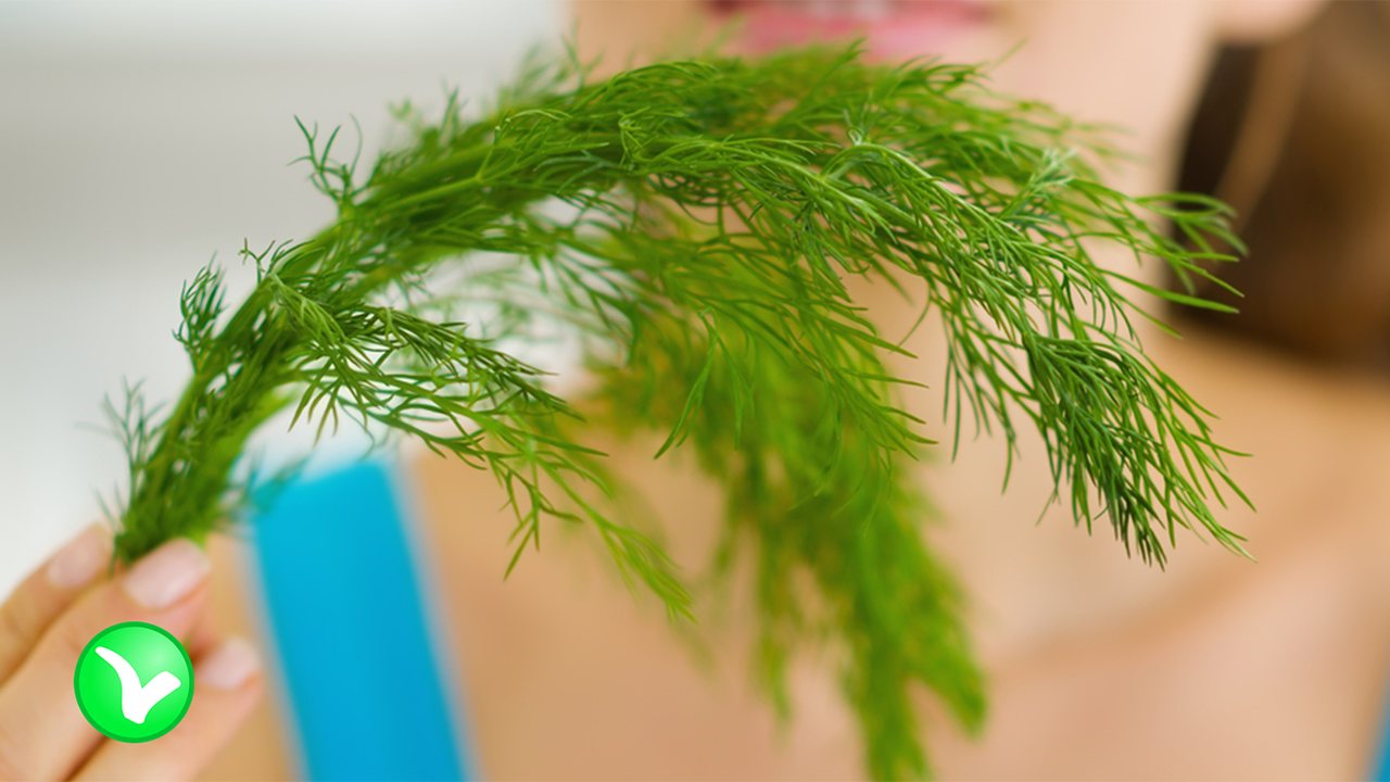 Укроп. Укроп для здоровья. Укроп дельта. Петрушка с укропом отвар. Мужчина укроп.