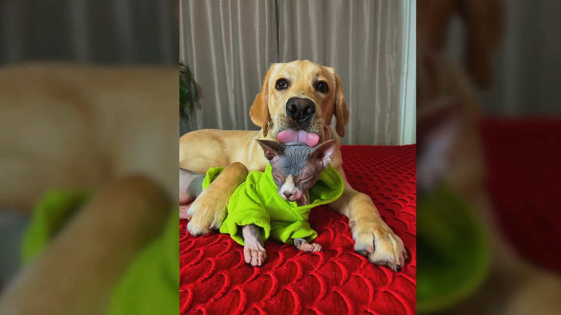 Хозяин собаки дени и кота мени. Кот и собака дени мени видео. Селфи животных. Дэни и мэни собака и кот видео. Селфи животных смешные.