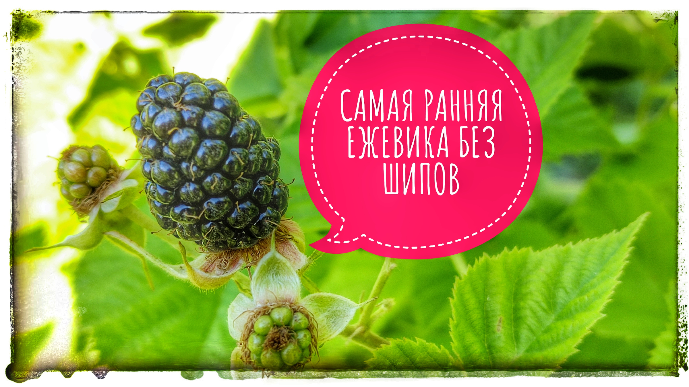 Ежевика коламбия гигант