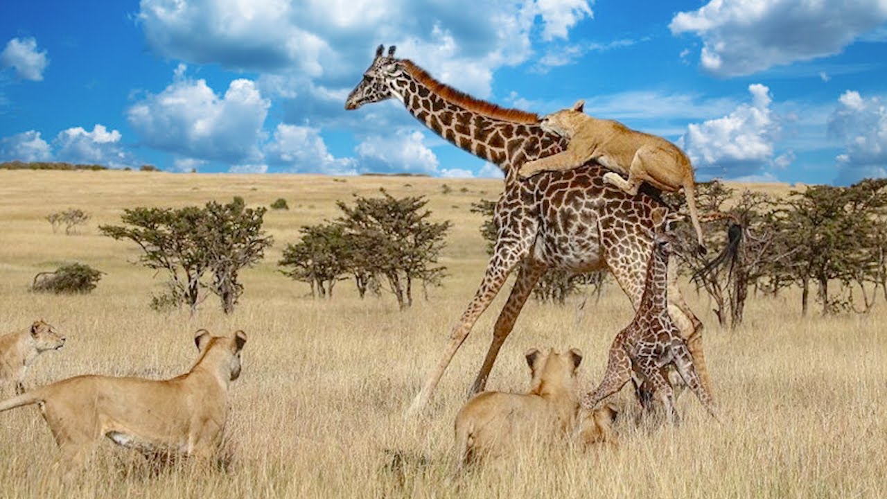 Животные саванны хищники. Лев охотится на жирафа. Giraffe Kicks a Lion. Jiraff kicking a Lion