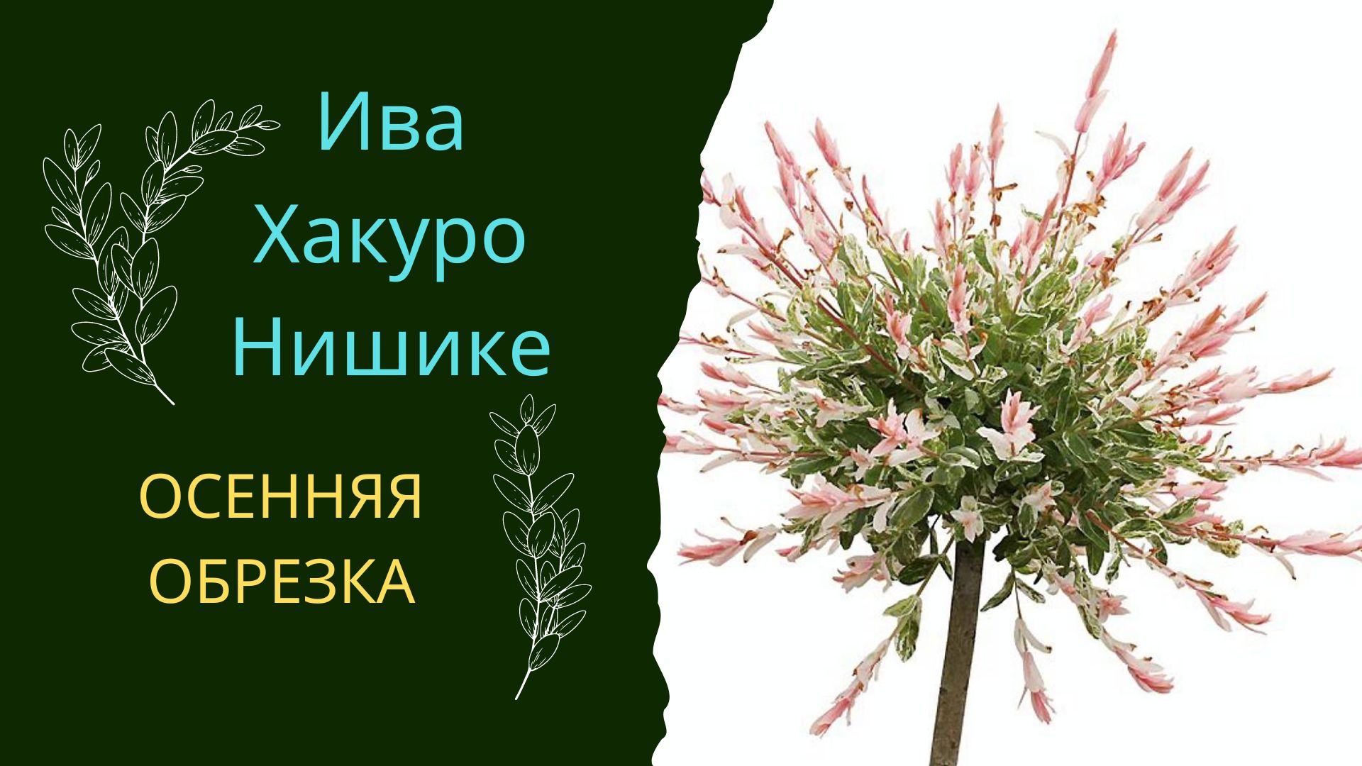 Ива цельнолистная Хакуро-нишики